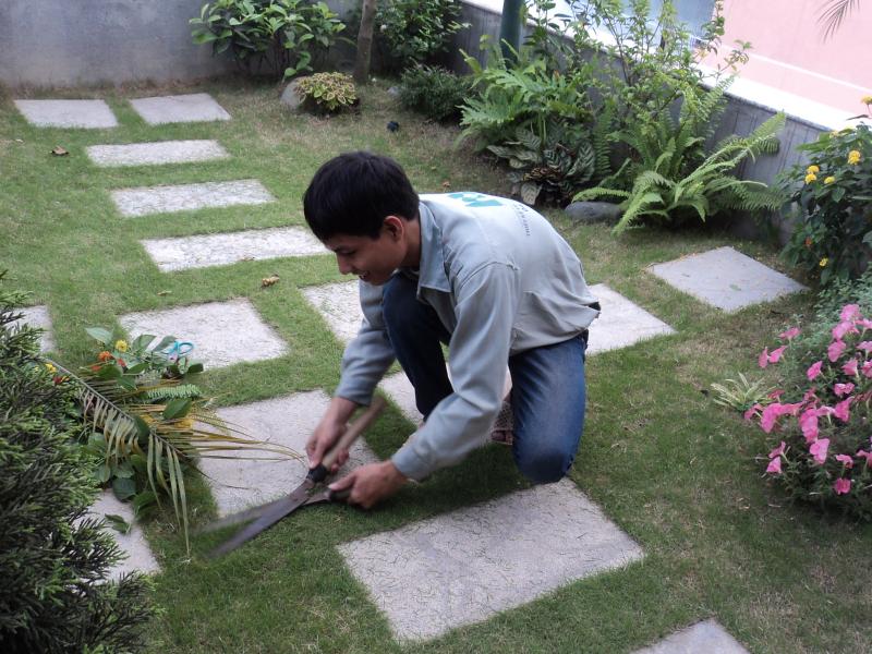 Bão dưỡng cây cảnh, chăm sóc cây xanh 