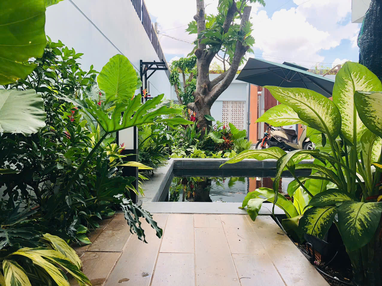 Sân vườn hồ Koi xanh mát với cây xanh