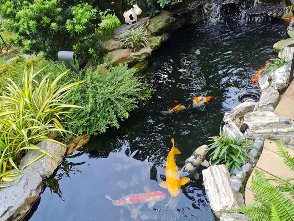 mẫu tiểu cảnh hồ cá Koi sân vườn